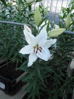 [1838 Rodius No02.JPG]